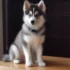 FAQs about Pomsky for Sale Near Me