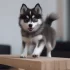 Pomsky Breeders in NC: Finding the Perfect Companion
