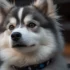 Pros and Cons of Getting a Pomsky (2023)