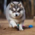 FAQs about Fluffy Pomsky Puppy