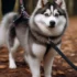 FAQs about Pomsky Pics