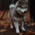 FAQs about Pomsky Poodle Mix
