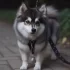 Top Pomsky Breeders in Northern California