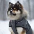 FAQs about Pomsky Size Chart