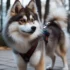 FAQs about American Pomsky