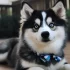 Pomsky Elevage France
