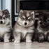 The Top 10 Names for Pomskies