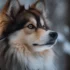 White Pomsky: The Adorable And Hypoallergenic Pomeranian Husky Mix