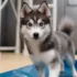 Miniature Siberian Husky vs Pomsky: Which is the Best Companion for You?