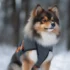 Happy Pomskies: Discovering the Lively Personality Traits of this Unique Breed