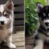 FAQs about Pomskies