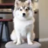 FAQs about Buy Pomsky