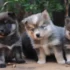 What is Cataracts in a Pomsky