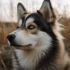 Grooming your Pomsky for a show