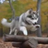 Windy City Pomskies: The Ultimate Guide to this Designer Breed