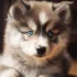 Pomsky puppy looks like a fox