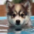 FAQs about Pomsky Breeders