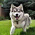 FAQs about How Much is a Pomsky