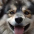 2nd Generation Blue Eyes Pomsky