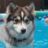 FAQs about Teacup Pomsky Full Grown