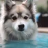 Pomsky Lethargy Symptoms