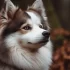 How Big Can Pomskies Get? Understanding the Size and Appearance of Pomskies
