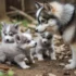 Pomsky pup “Sasha” Amazing Transformation! Dog Trainers