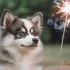 Pomsky Eigenschaften: Alles über Aussehen, Größe und Persönlichkeit
