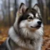 Northwest Pomskies: Finding Your Perfect Furry Companion