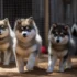 The Puppy Training Shortcut: Clicker Training Explained