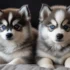 How to select a Halloween Costume for the Pomsky