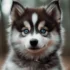 Pomskies For Sale In Utah