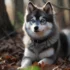 FAQs about White Pomski