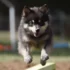 FAQs about What Are Pomskies
