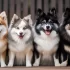 Perfect Pomsky Puppies: Tips for Finding the Ideal Companion