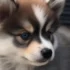Almost Full Grown Pomsky Playing