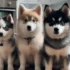 Discover the Best Pomsky Breeders in NH