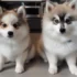 Pomsky Puppies For Sale In Indiana: Find Your Furry Friend Today!