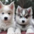 Pomsky Puppies For Sale In South Carolina: Your Ultimate Guide To Finding The Perfect Pomsky Companion
