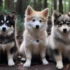 What Is A Pomsky: Size, Appearance, And Personality Traits