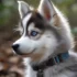 FAQs about Teacup Pomsky