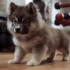 FAQs about Pomsky Temperment