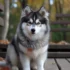 FAQs about Pomsky Adult