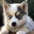 FAQs about How Big Do Pomsky Get