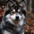 Pomsky trained