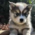Choose the best Pomsky trainer for your Pomsky