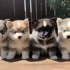 Pomsky Fake: How to Avoid Scams and Find a Genuine Pomsky Breeder