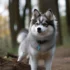 FAQs about Pomski Breed