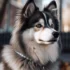 FAQs about Pomsky Vs Husky