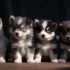 Does the Dog Die?